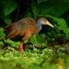 Chrastal - Aramides albiventris - Russet-naped Wood-Rail 4371